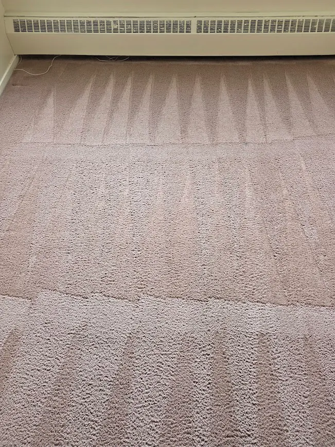 Freshly cleaned carpet with visible grooming lines after Happy House service