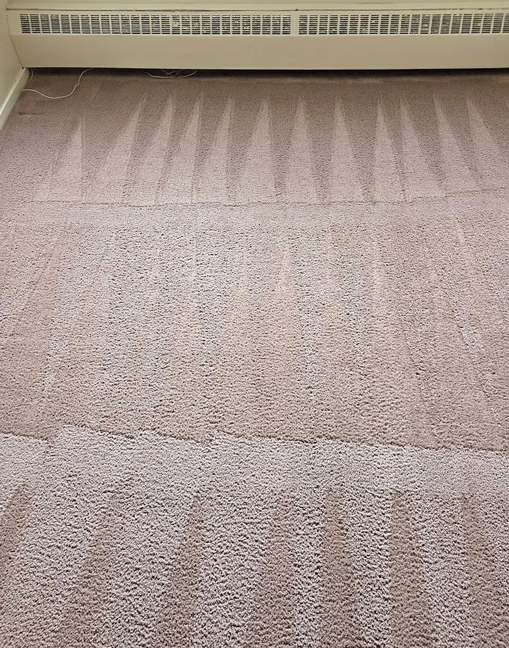 Freshly cleaned carpet with grooming lines